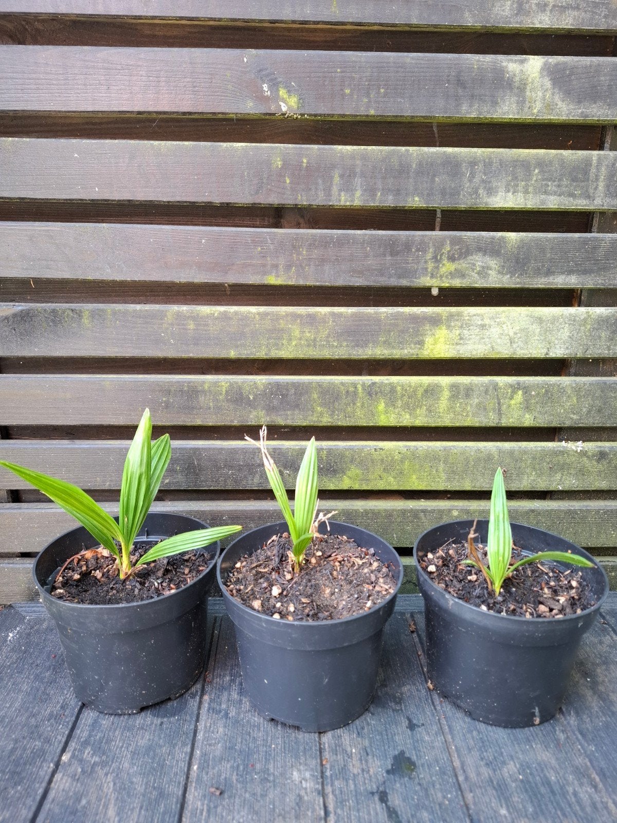 Palmboom trachycarpus fortunei zaailingen, Ophalen, Overige soorten, Volle zon