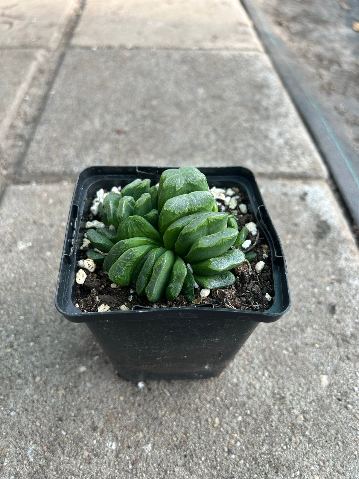 Haworthia truncata “lime green” -  Vetplent, Overige soorten, Vaste plant, Ophalen of Verzenden, Halfschaduw