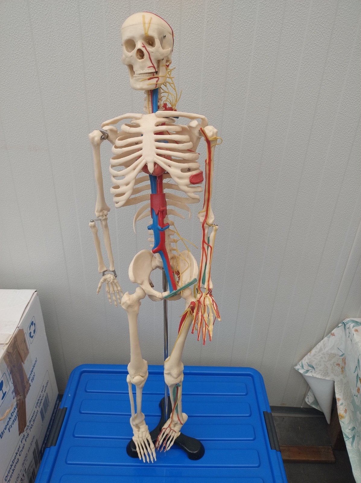 Anatomisch skeletmodel met bloedvaten en zenuwen, Ophalen