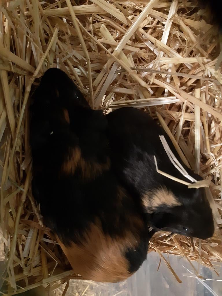 Jonge cavia's te koop!, Dieren en Toebehoren, Knaagdieren, Mannelijk, Tam, Maart, Cavia
