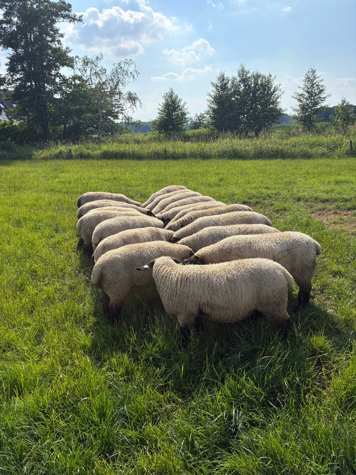 Suffolk ooilammeren Stamboek., Meerdere dieren, Schaap