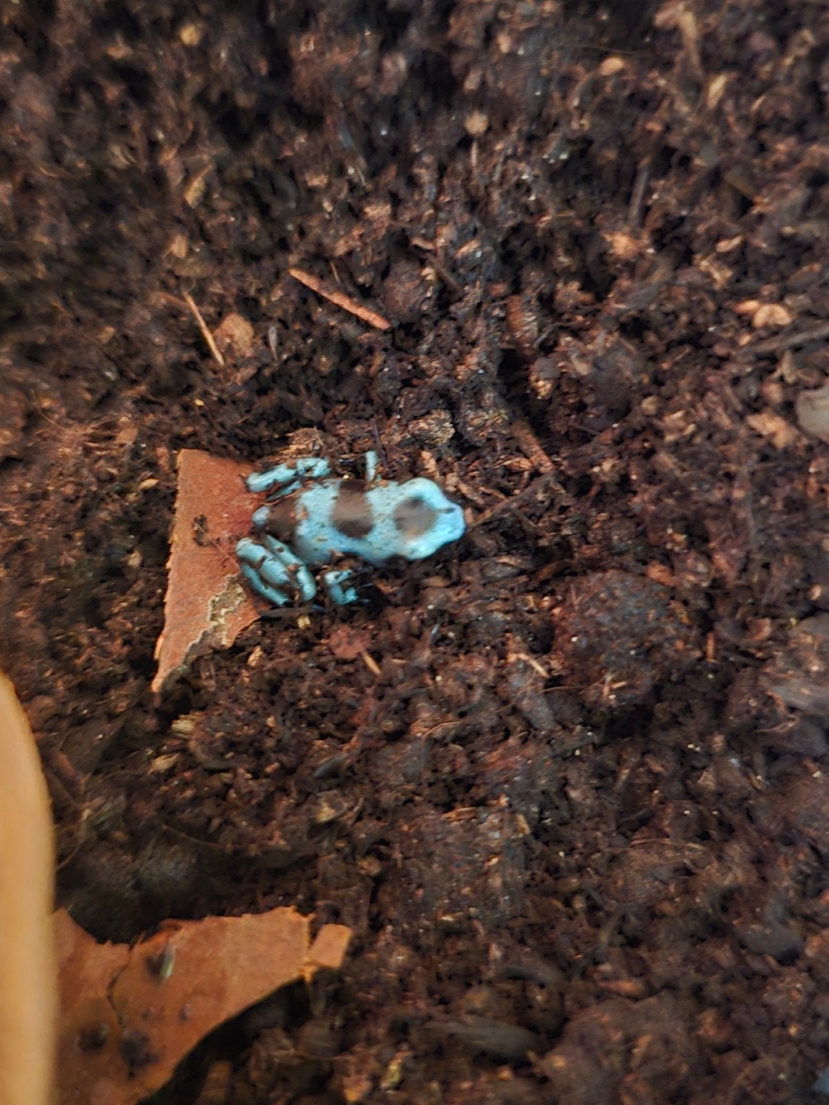 dendrobates Frog photo 5