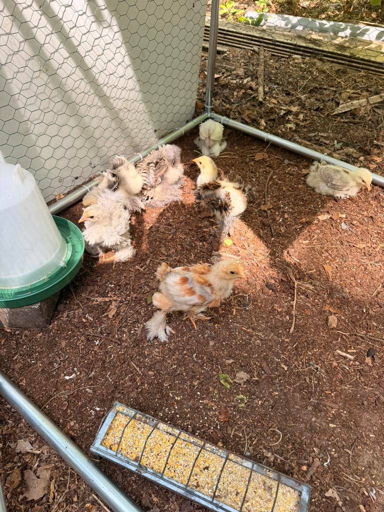 Brahma groothoender kuikens 3 weken oud, Dieren en Toebehoren, Pluimvee, Kip, Geslacht onbekend