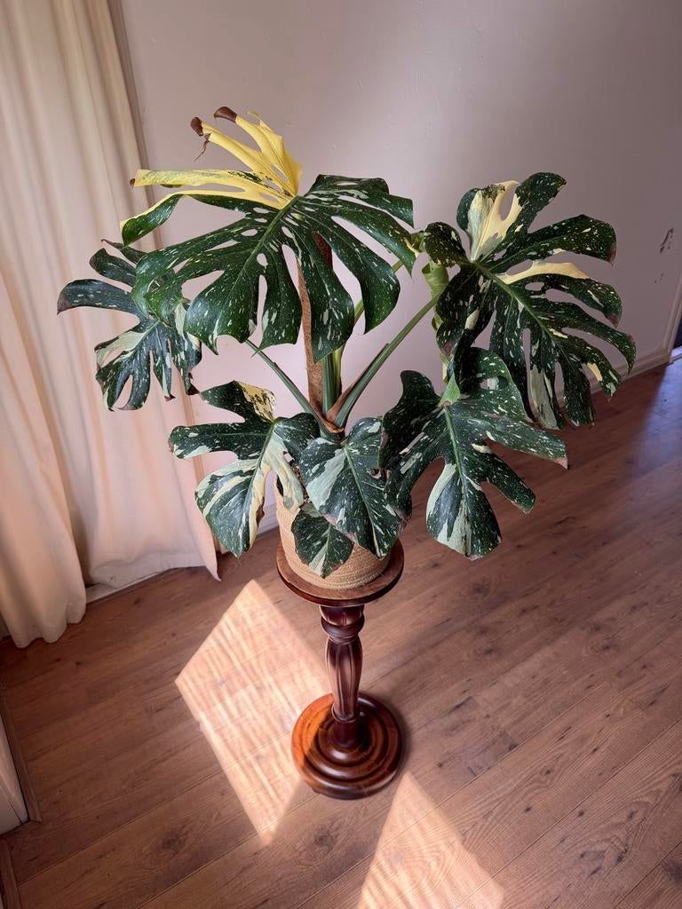 Vintage massief houten plantenstandaard - 71cm, Ophalen of Verzenden