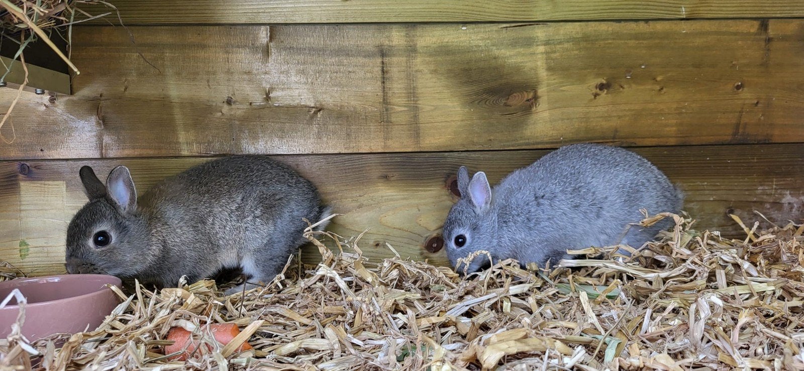 2 jonge kleurdwerg rammetjes, Dieren en Toebehoren, Mannelijk, Dwerg, 0 tot 2 jaar