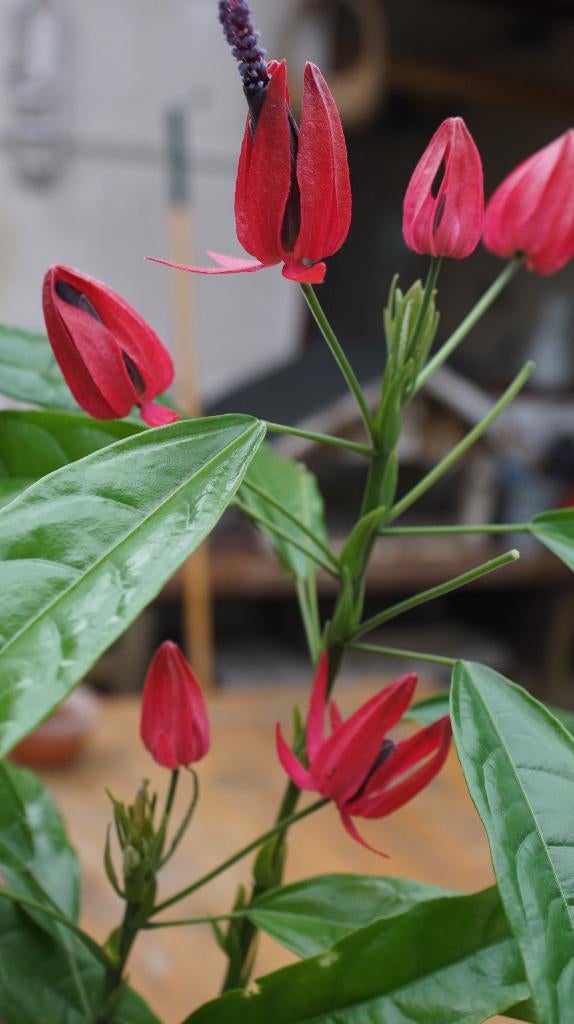 Pavonia multiflora, Ophalen, Overige soorten, Minder dan 100 cm