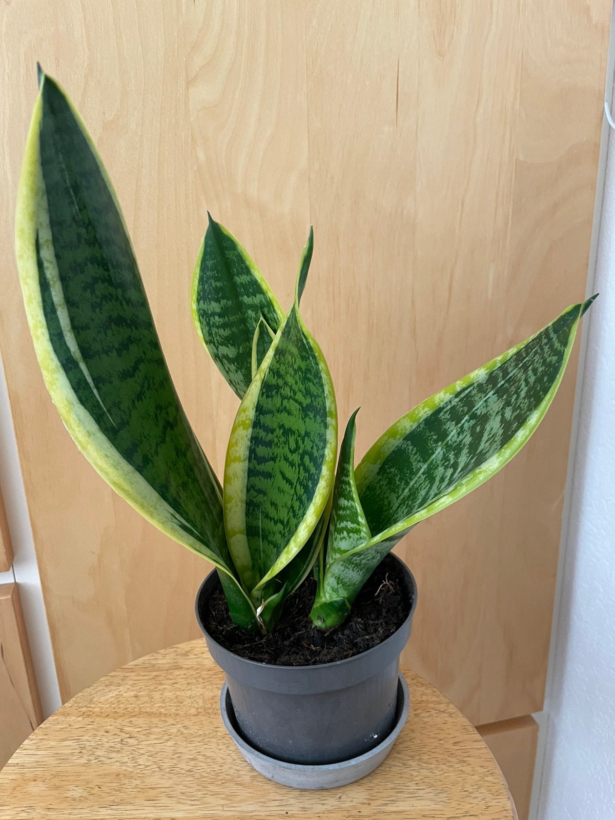Sanseviera, Ophalen, Halfschaduw, Minder dan 100 cm