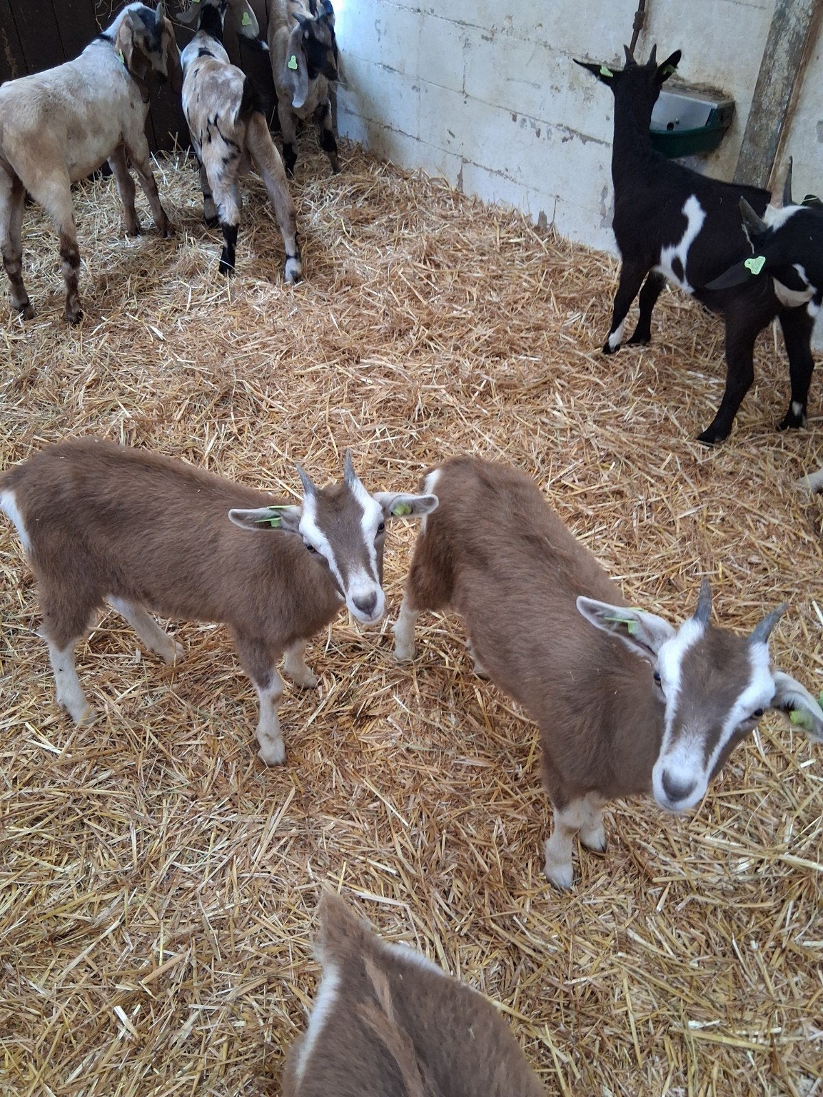 Toggenburger CAE en CL vrij, Dieren en Toebehoren, Schapen, Geiten en Varkens, Vrouwelijk, Geit