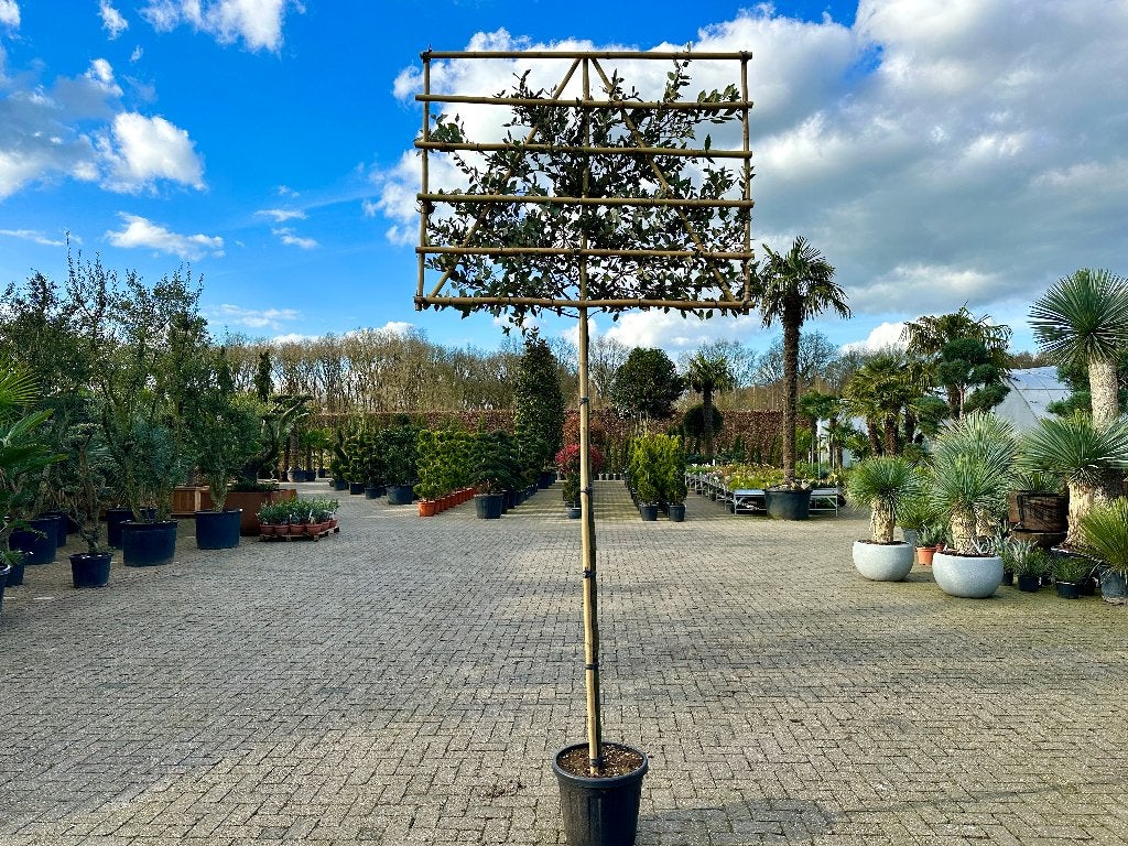 Quercus ilex - Steeneik groenblijvende leiboom te koop!!, Leiboom, Ophalen of Verzenden, 250 tot 400 cm, Zomer