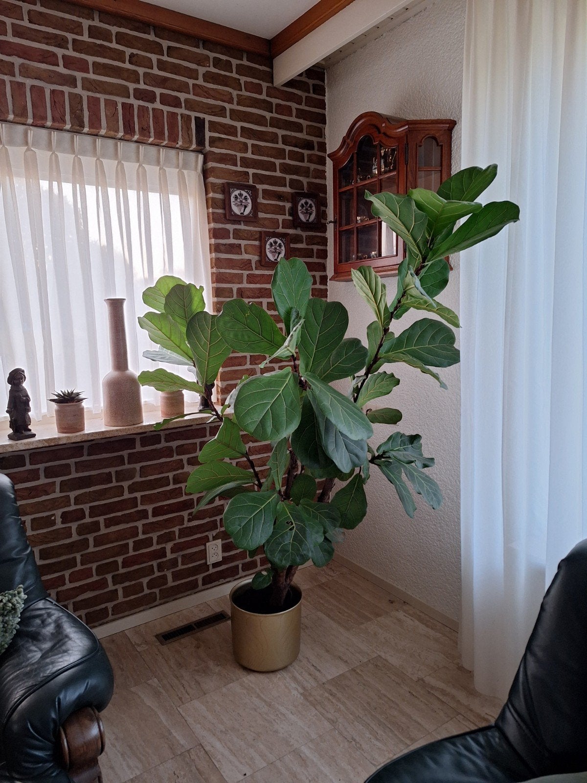 Grote Ficus Lyrata (Tabaksplant) in gouden pot, Ficus, In pot, 150 tot 200 cm, Groene kamerplant