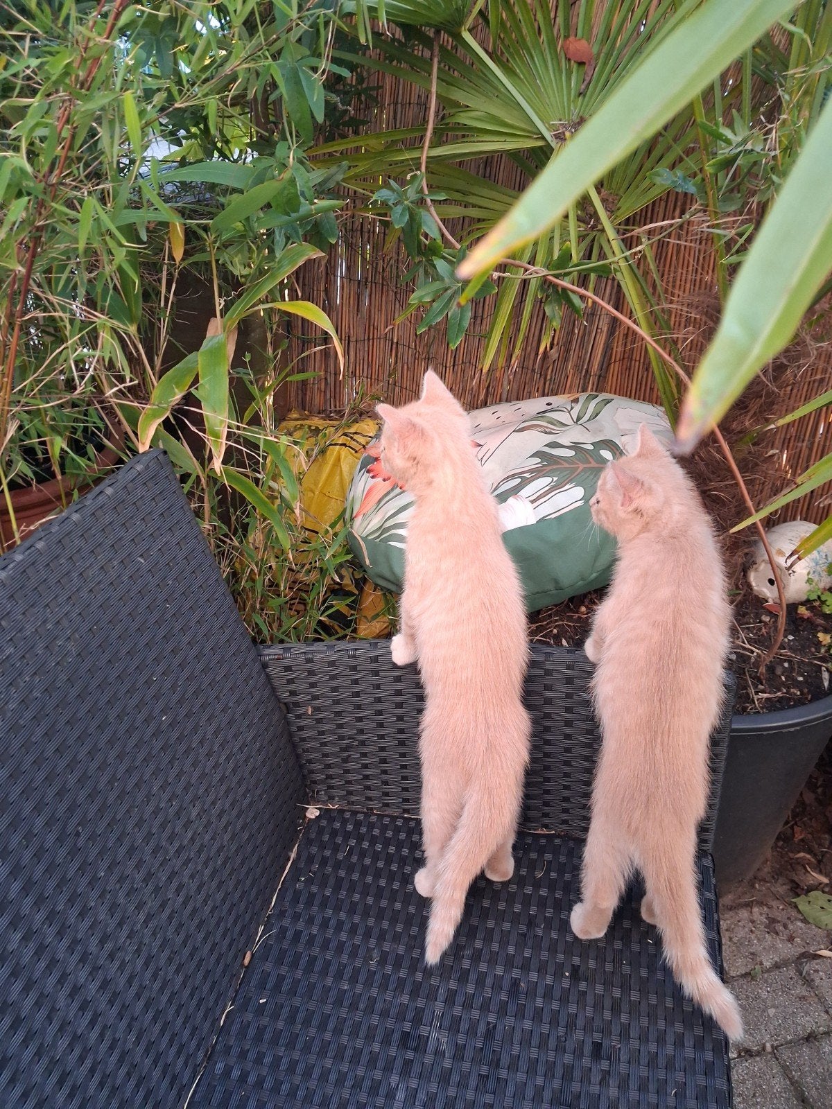 2( kittens) dames op zoek naar hun forever home, Poes, Ontwormd