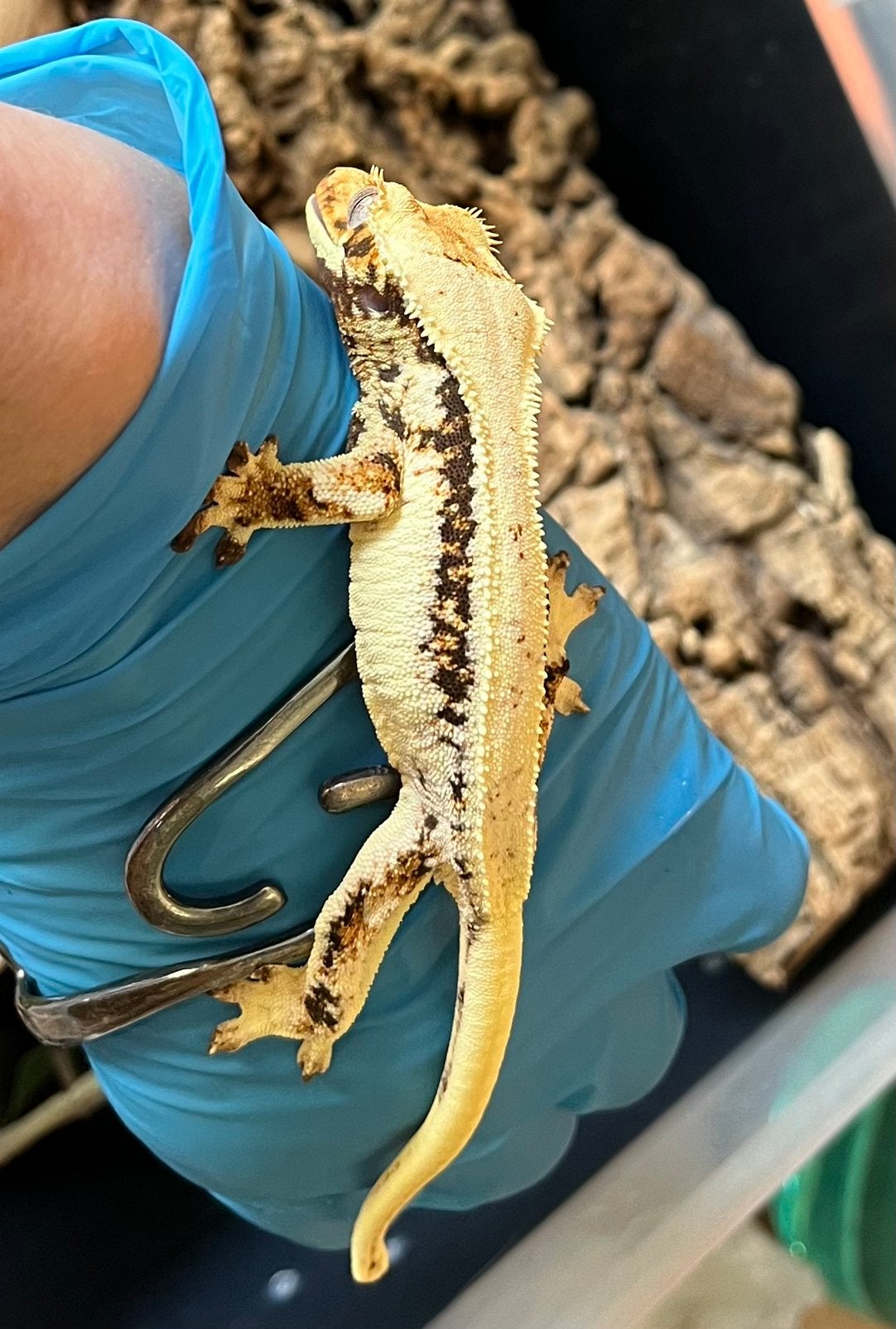0.1 Extreem White tricolor Lilly white wimpergekko Crested Gecko photo 4