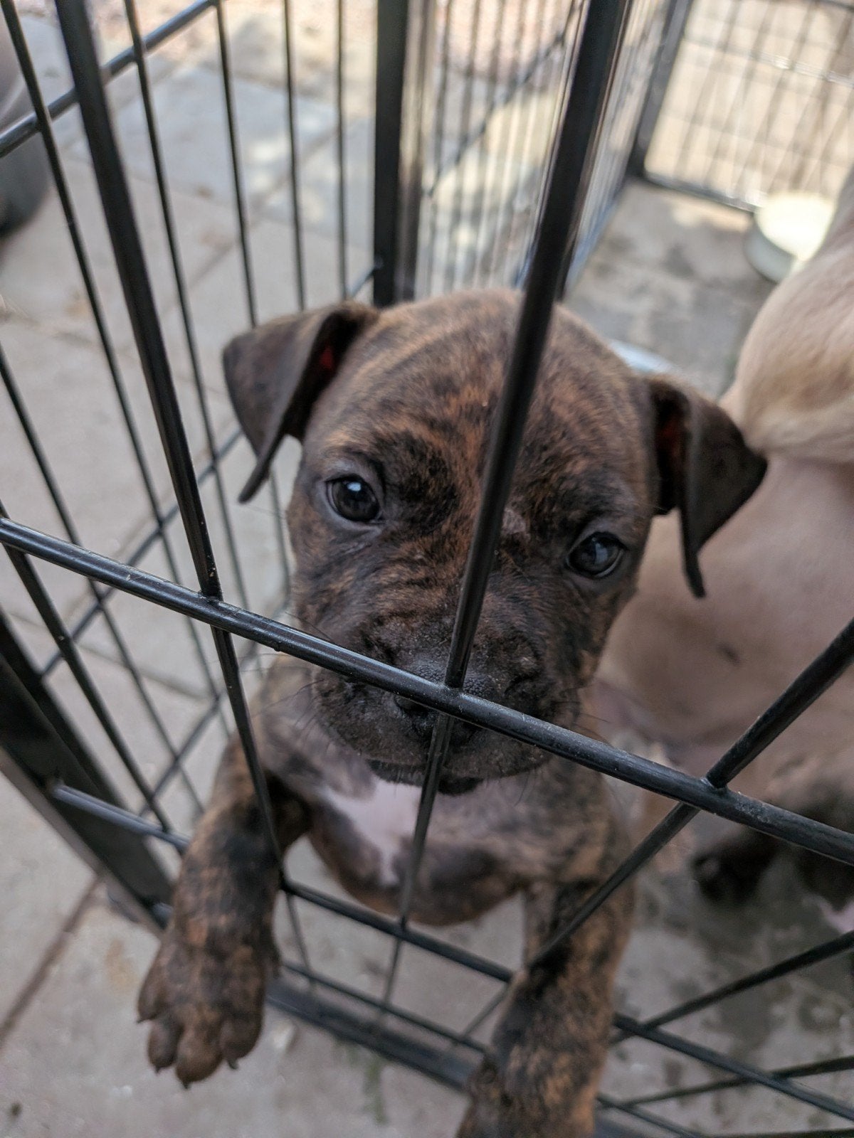 Twee pups beschikbaar, Reu, Meerdere, Middel, Nederland