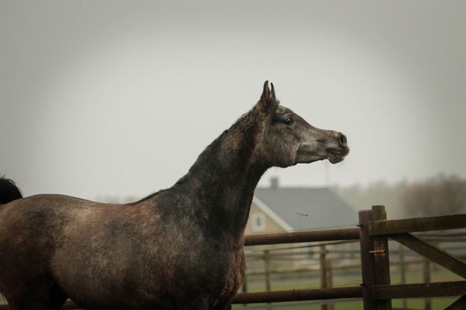 Typische arabisch volbloed schimmelmerrie, 4jr, Dieren en Toebehoren, Merrie, Niet van toepassing, Minder dan 160 cm, 3 tot 6 jaar