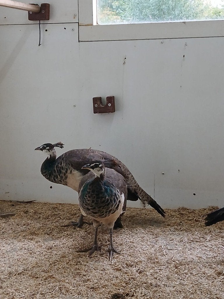 te koop jonge pauwen, Dieren en Toebehoren, Meerdere dieren, Overige soorten