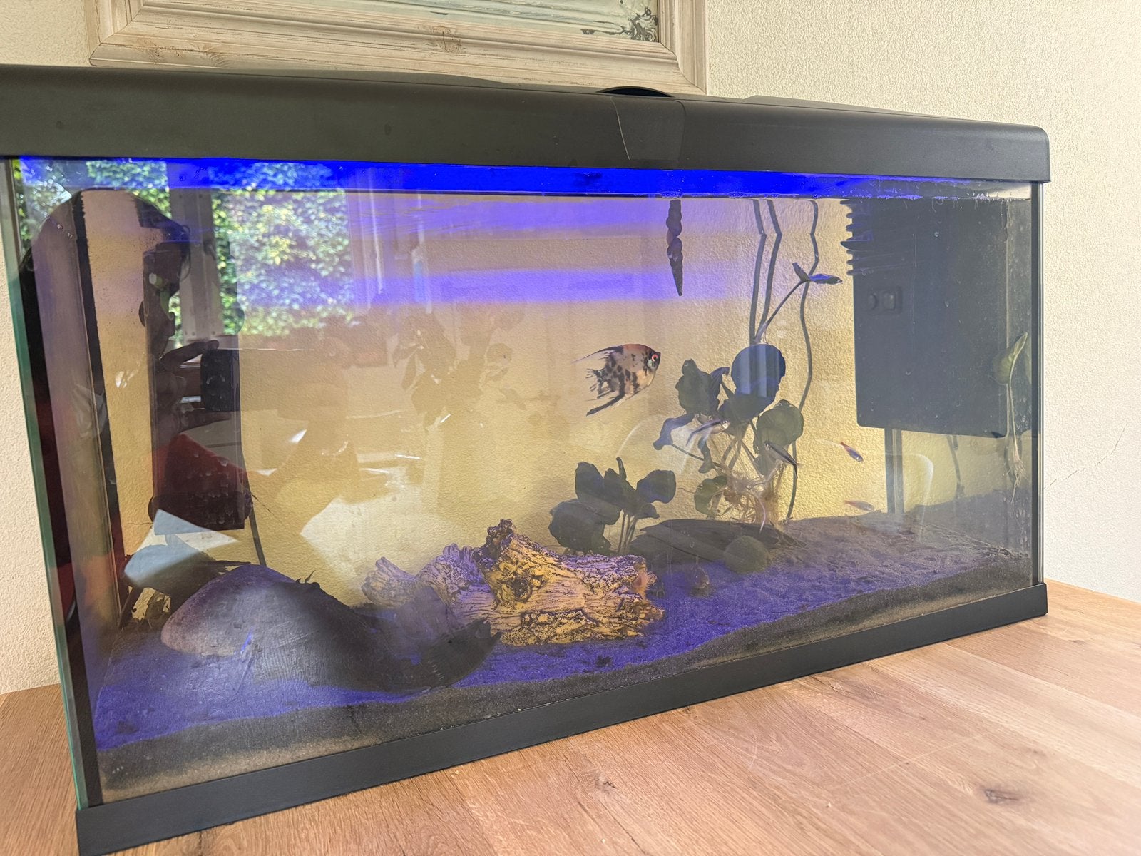 Aquarium 80x30x45 incl vissen en overig toebehoren, Dieren en Toebehoren, Vissen | Aquaria en Toebehoren, Ophalen, Zo goed als nieuw