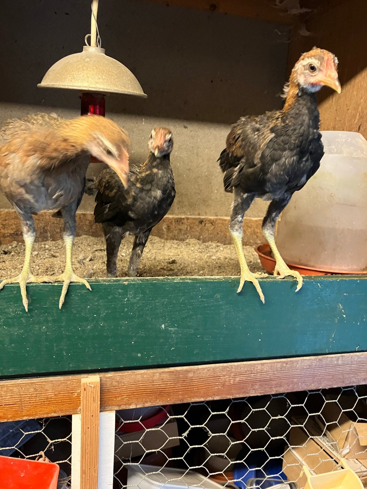 Kriel, Dieren en Toebehoren, Pluimvee, Meerdere dieren, Kip