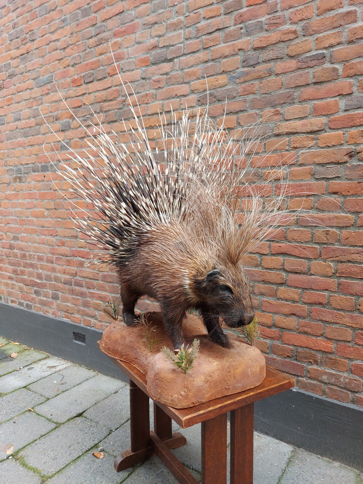 opgezette stekelvarken taxidermy afrika schedel gewei hert, Verzamelen, Ophalen, Wild dier, Opgezet dier