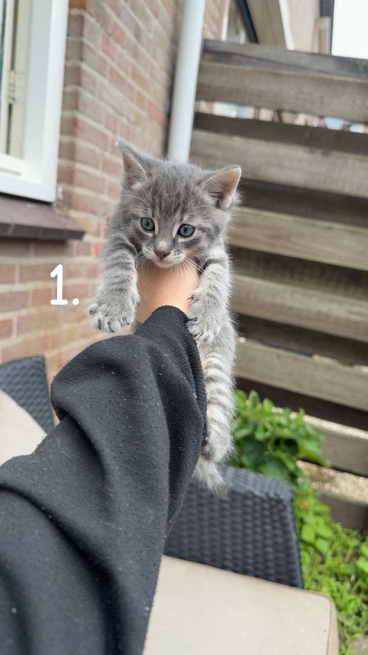 Kittens te koop! Zie beschrijving, Meerdere dieren, Ontwormd