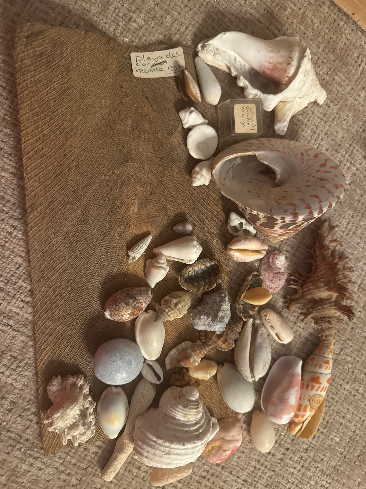 Diverse schelpen en zeewier collectie, Ophalen of Verzenden, Gebruikt