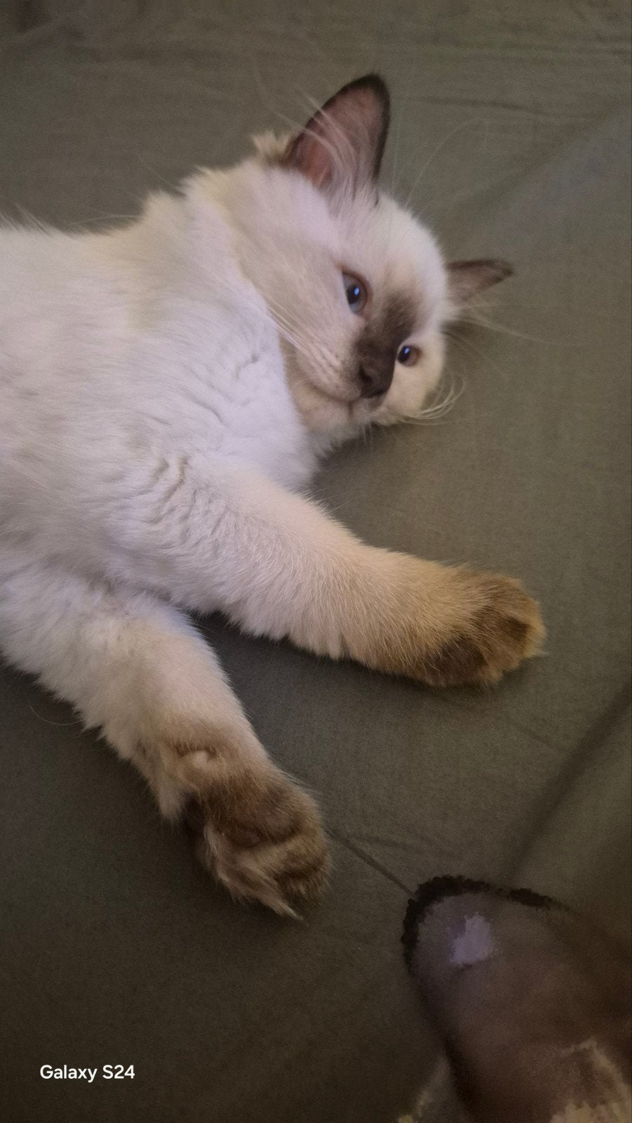 ragdoll poesje beauty, Poes, Ontwormd, 0 tot 2 jaar