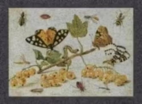 Vlinderkaart Vlinders Rupsen Fruit (1)., Ophalen of Verzenden, 1980 tot heden, Ongelopen, Overige soorten