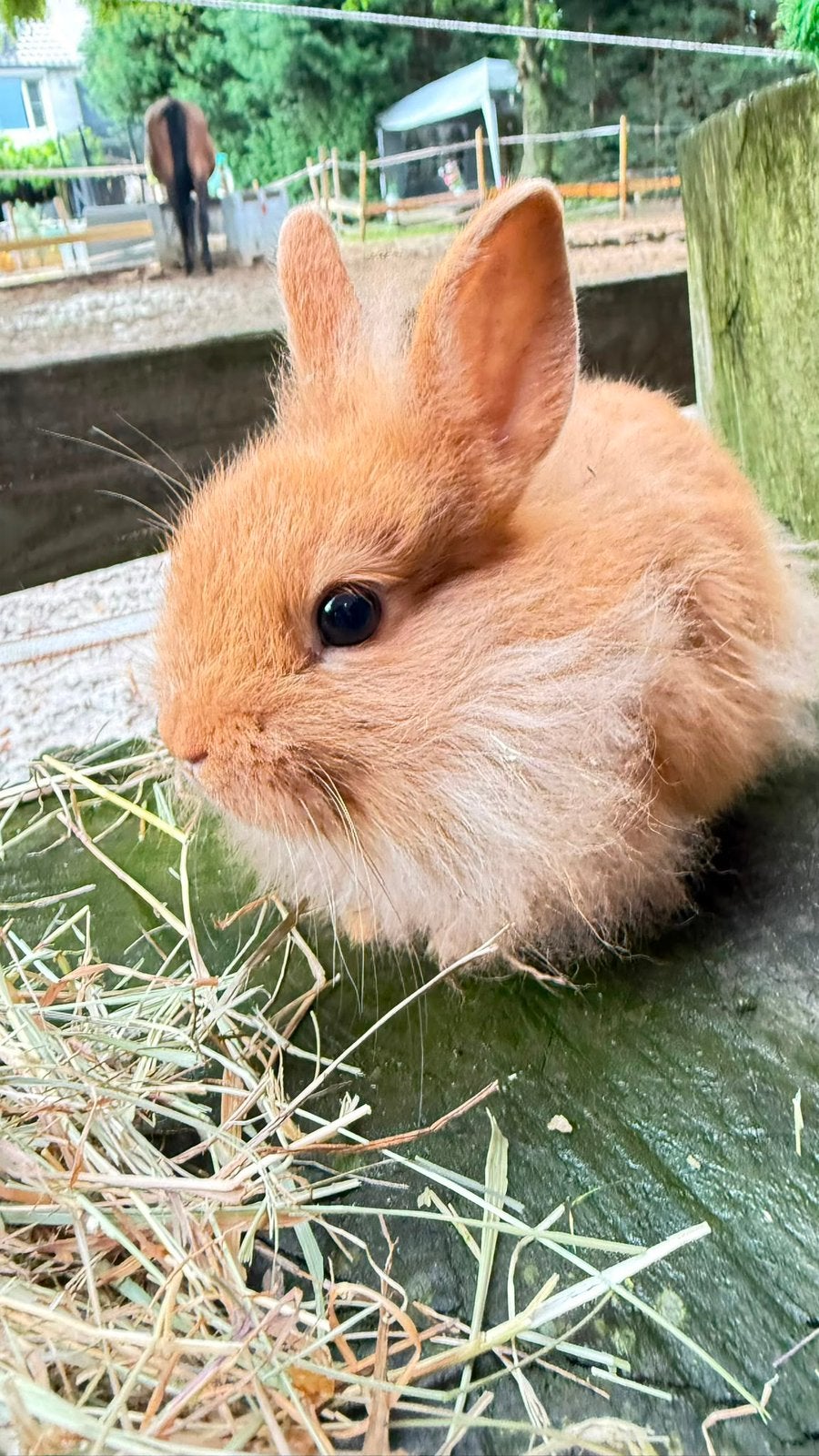 Kleurdwerg, Dieren en Toebehoren, Konijnen, Vrouwelijk, Dwerg