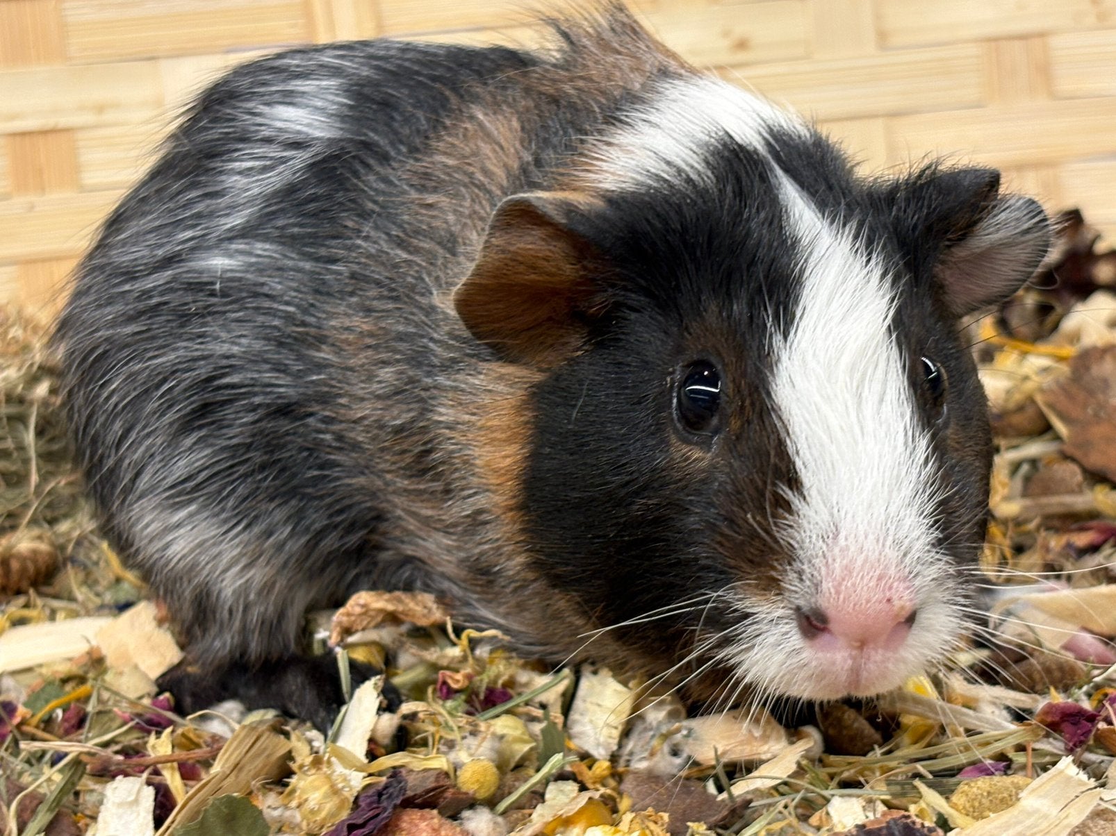 Jonge cavia beertjes beschikbaar (koppeling )zorgboerderij, Dieren en Toebehoren, Knaagdieren, Cavia, Mannelijk, Juli, Tam