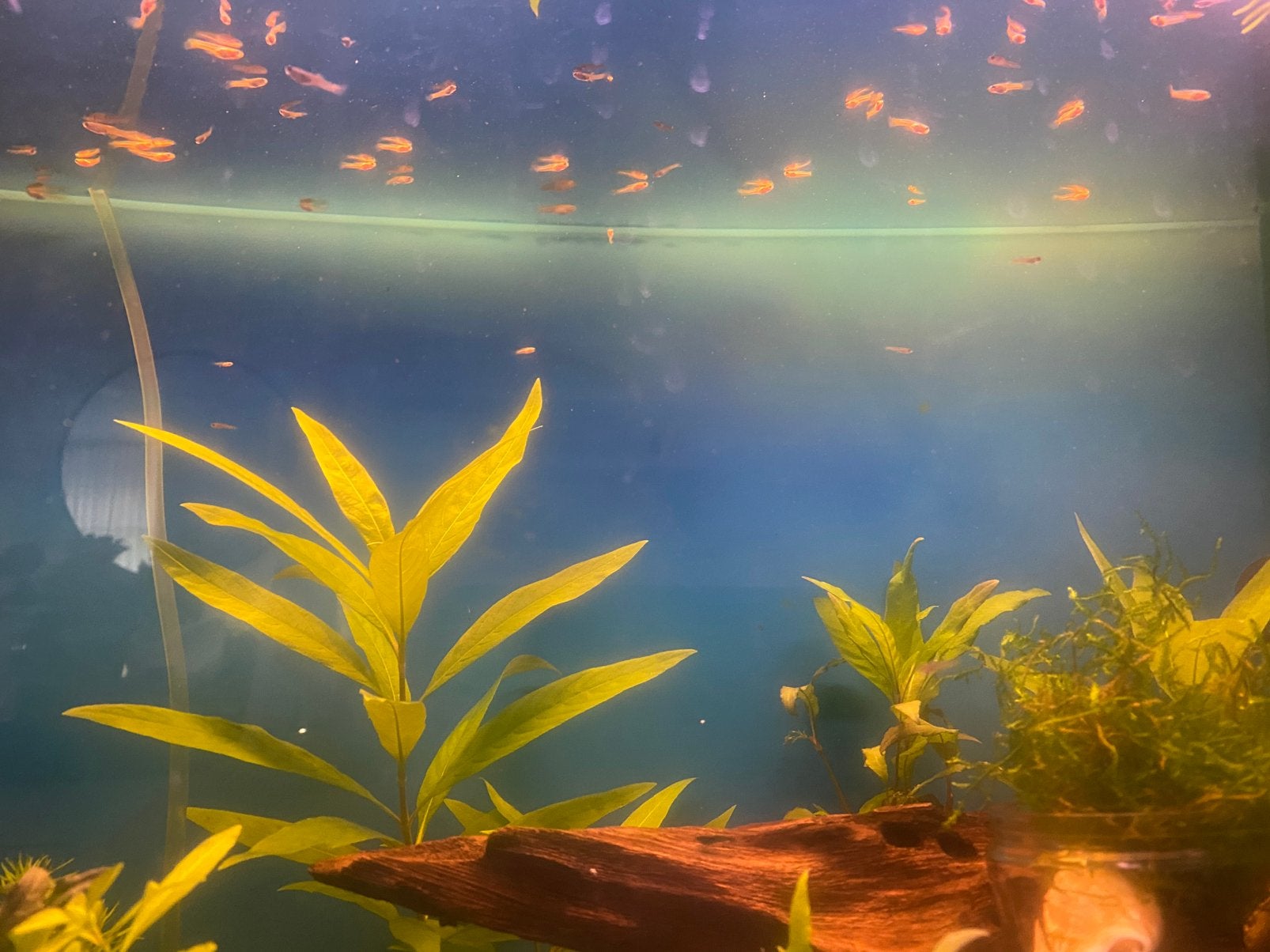 Mooie en gezonde jonge guppy’s, Vis