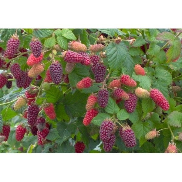 gratis stekTaybes (Tayberry) plant - heerlijke fruitplant, Ophalen, Volle zon, Vaste plant, Zomer