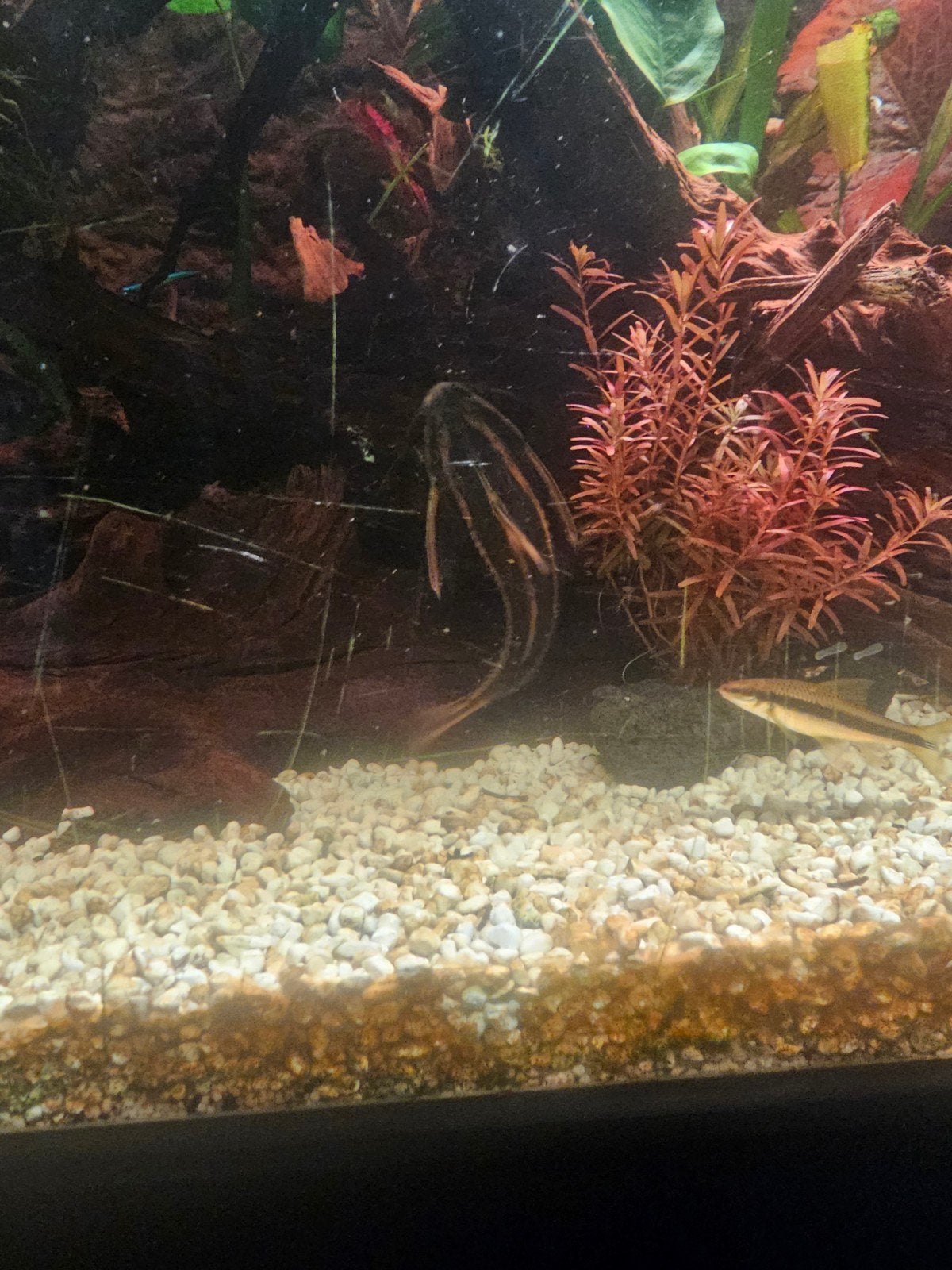 Meerval aquarium, Vis, Zoetwatervis