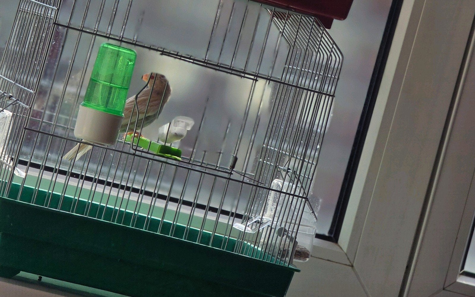 Roodmus pheo Man 2026, Dieren en Toebehoren, Vogels | Overige Vogels, Mannelijk, Tropenvogel, Geringd