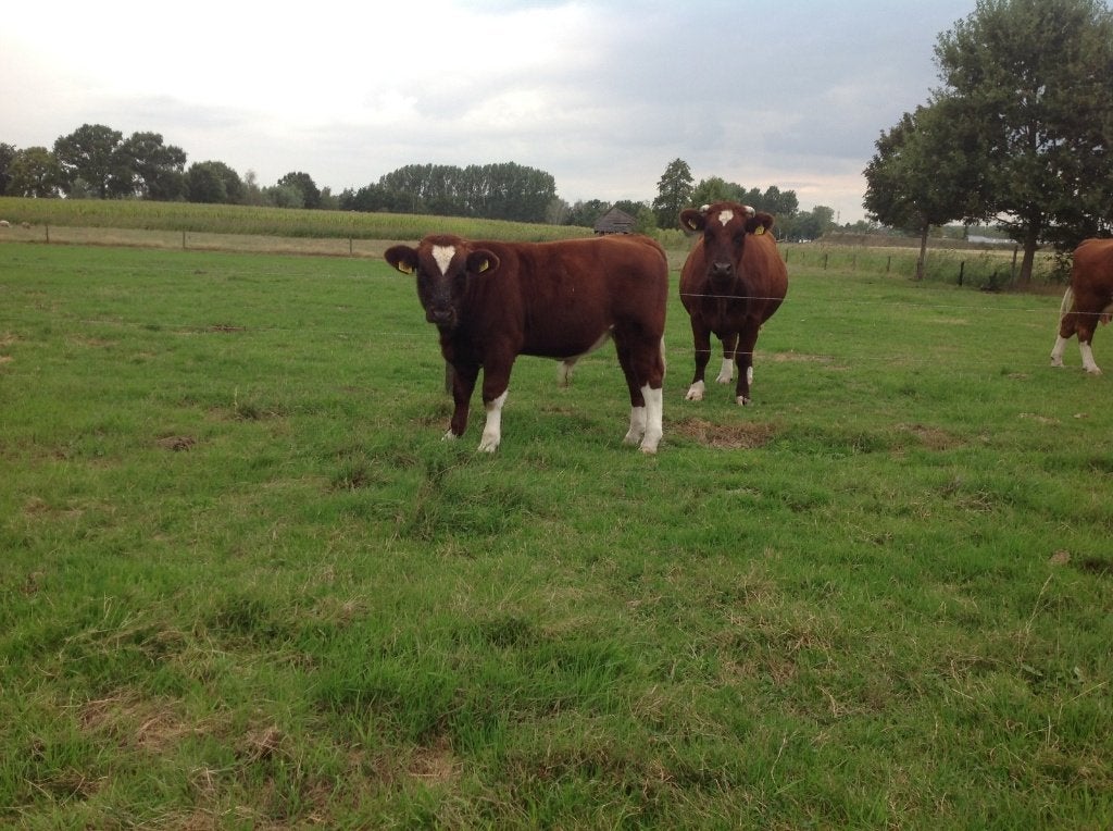 Brandrood stier met/zonder moeder., Dieren en Toebehoren, Meerdere dieren, 0 tot 2 jaar
