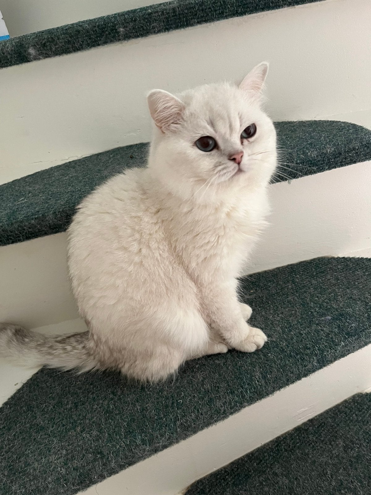 Britse korthaar silver shaded (point) kittens te koop, Dieren en Toebehoren, Katten en Kittens | Overige Katten, Meerdere dieren