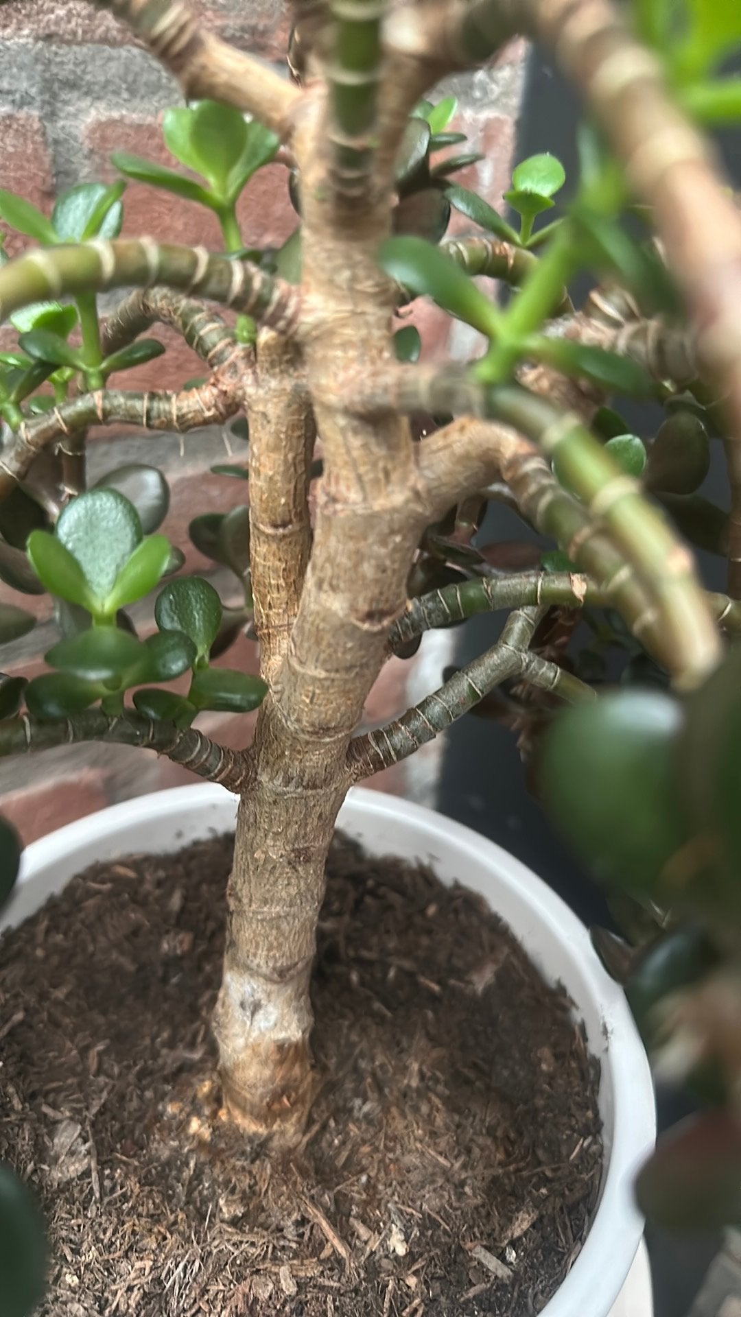 Crassula, Ophalen, Zo goed als nieuw