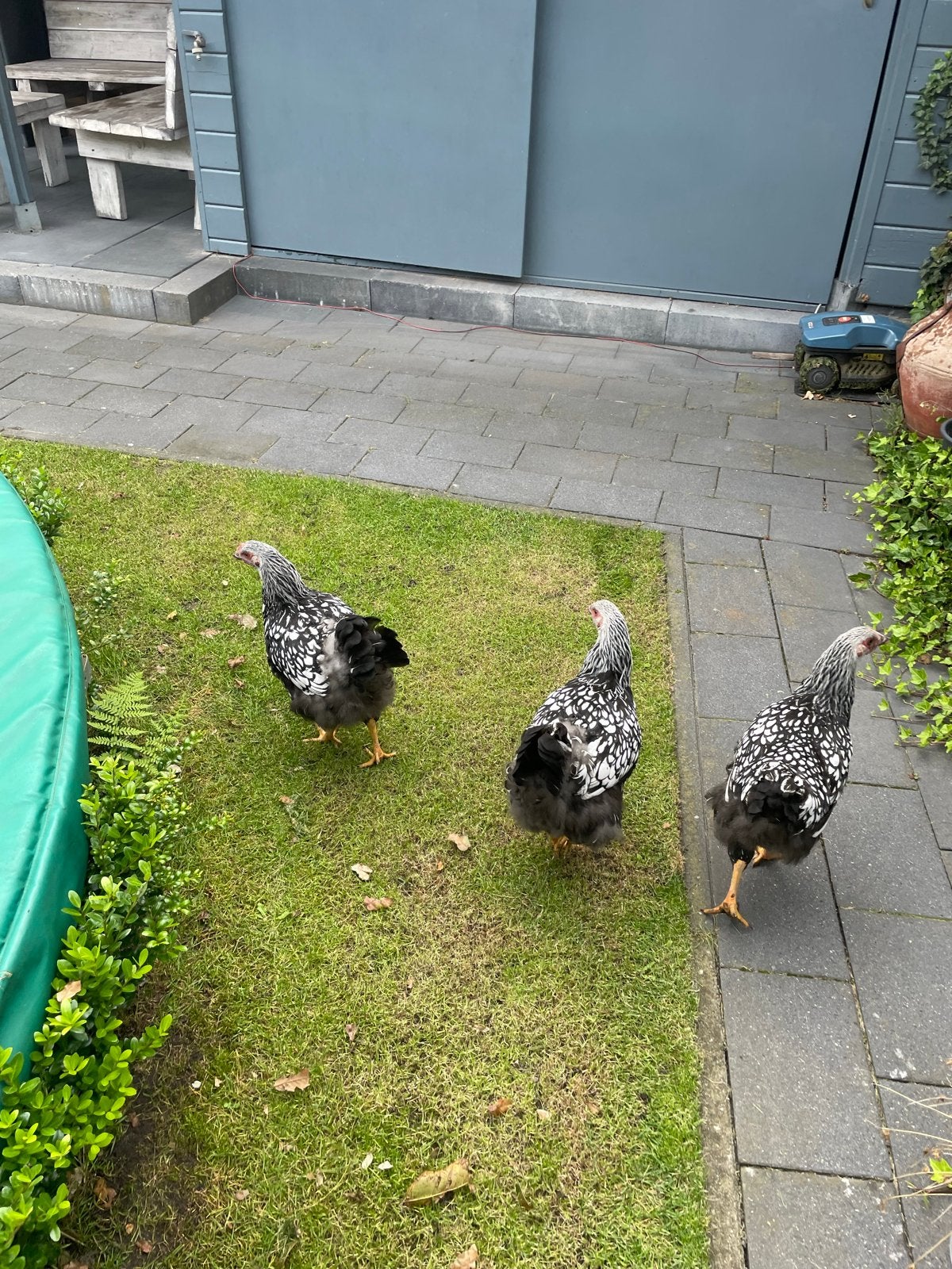 Te koop jonge Wyandotte hennen, Dieren en Toebehoren, Vrouwelijk, Kip