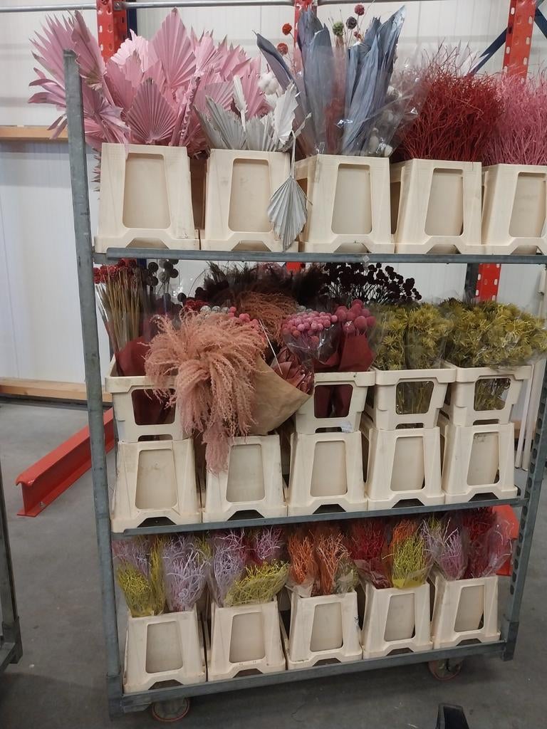 Droogbloemen geverfd laatste restant.10euro per emmer, Ophalen
