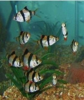 Sumatraan - Desmopuntius Tetrazone, Dieren en Toebehoren, Vissen | Aquariumvissen, Vis