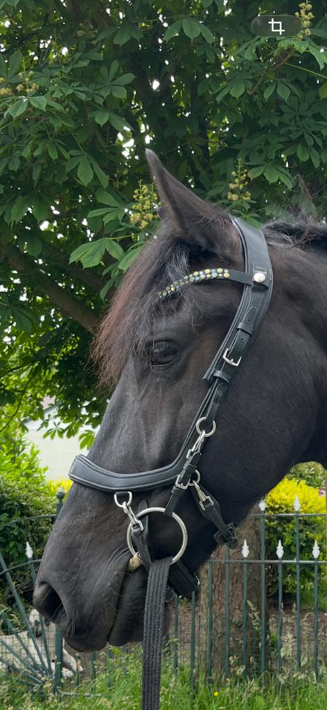 Presteq hoofdstel maat cob, Ophalen of Verzenden, Zo goed als nieuw