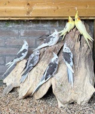 Jonge valkparkieten, 8wk oud perfect om tam te maken, Dieren en Toebehoren, Vogels | Parkieten en Papegaaien, Meerdere dieren