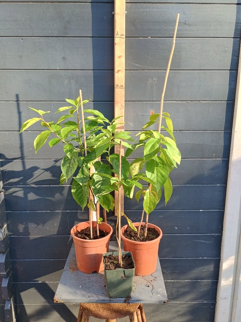 Lotusboom kaki (Diospyros lotus), Minder dan 100 cm, Overige soorten, Volle zon, In pot
