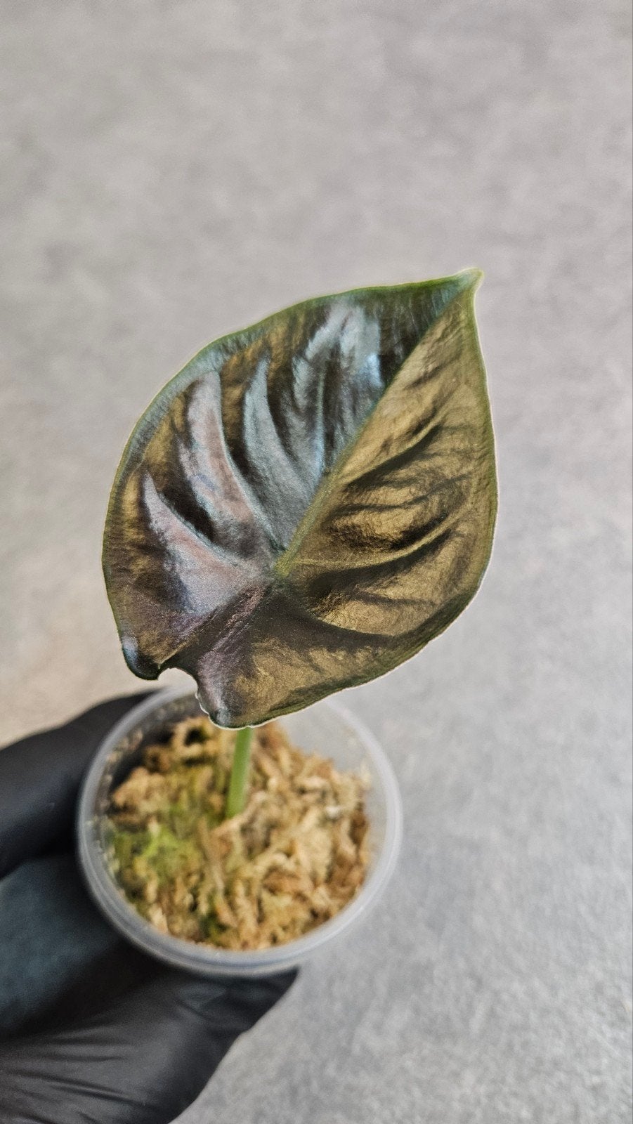Alocasia Infernalis Kapit Black Magic, Ophalen of Verzenden, Halfschaduw, Minder dan 100 cm