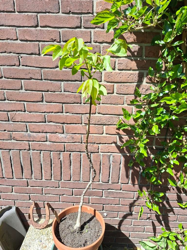 Walnoot boom, Ophalen, Volle zon, Overige soorten, Minder dan 100 cm