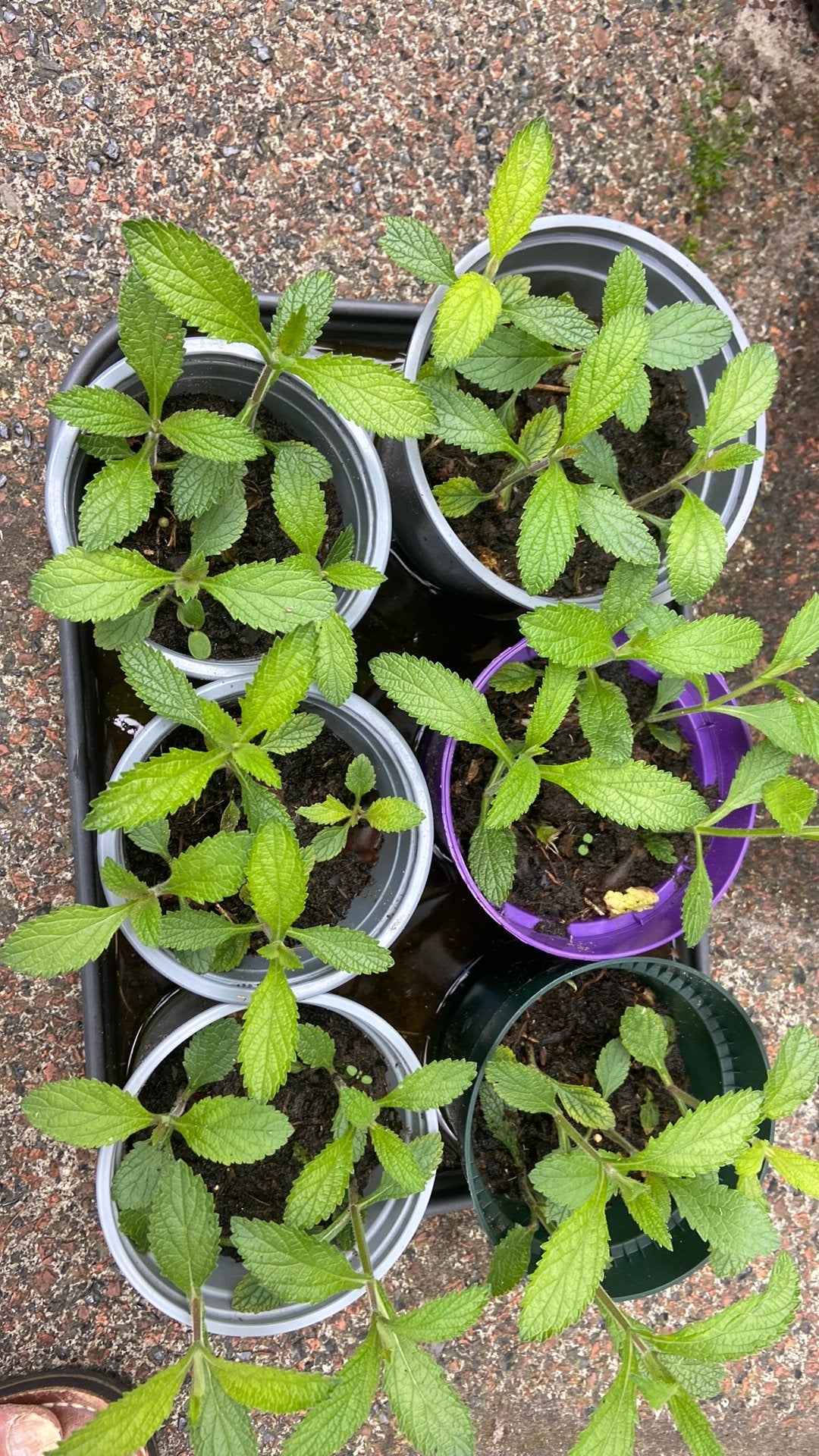 SALE Verbena Bonariensis, Ophalen, Overige soorten, Volle zon