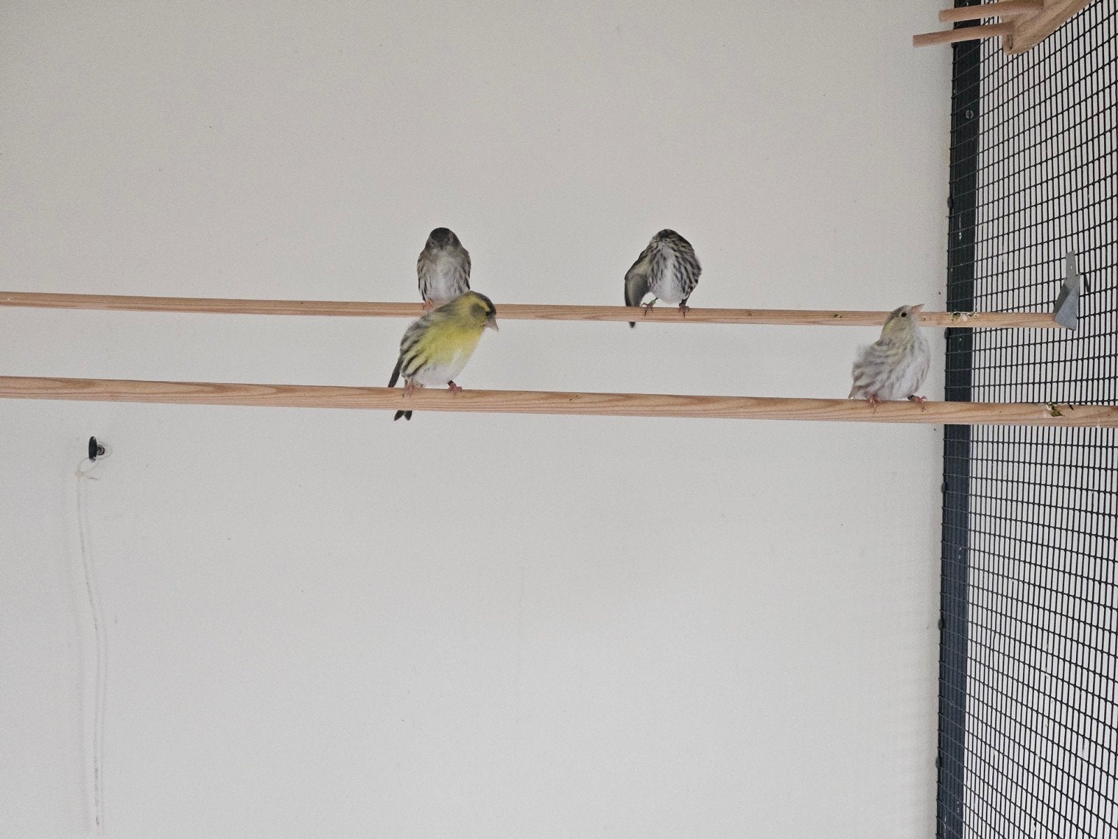 Agaat sijzen, Meerdere dieren, Wildzangvogel