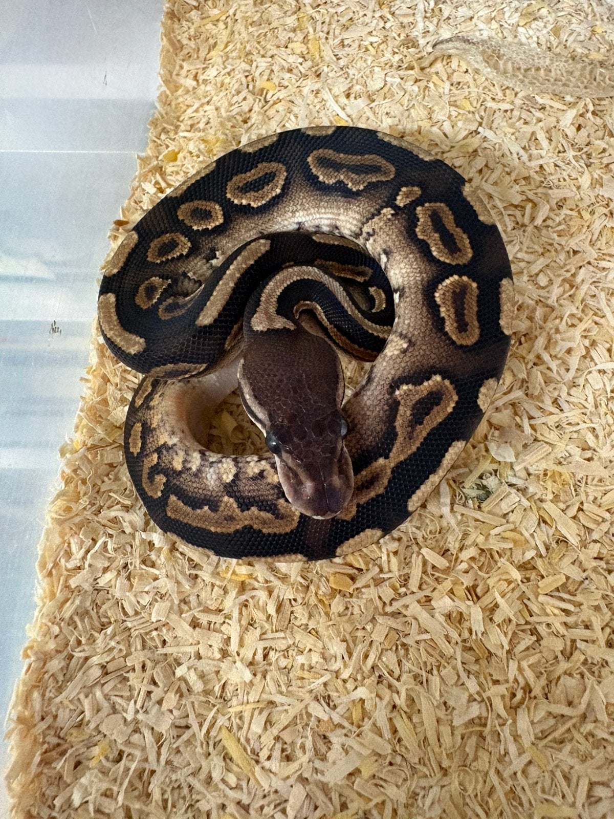 Cinnamon poss het desert ghost koningspython ballpython Ball Python photo 2
