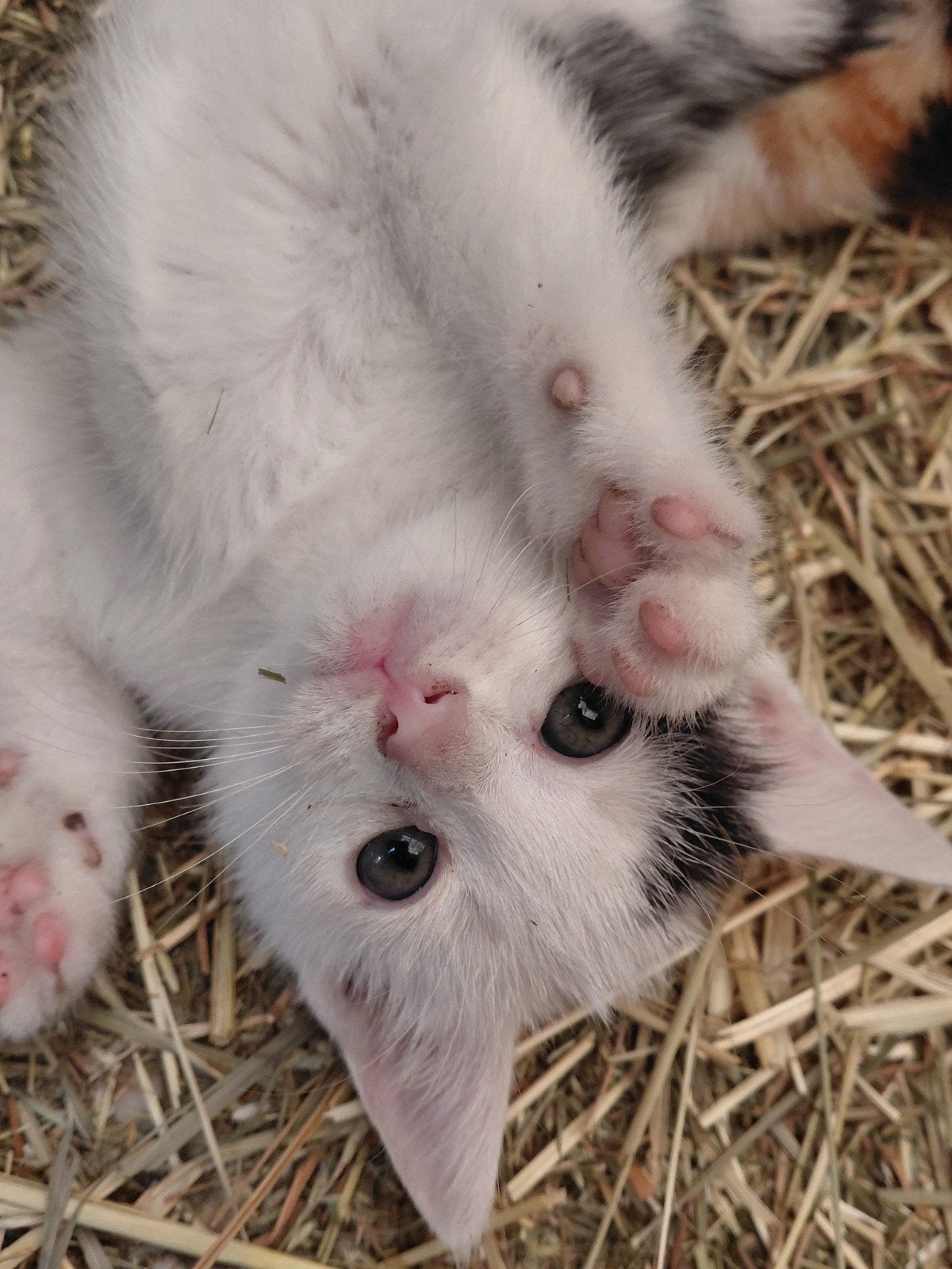kittens te koop, Meerdere dieren