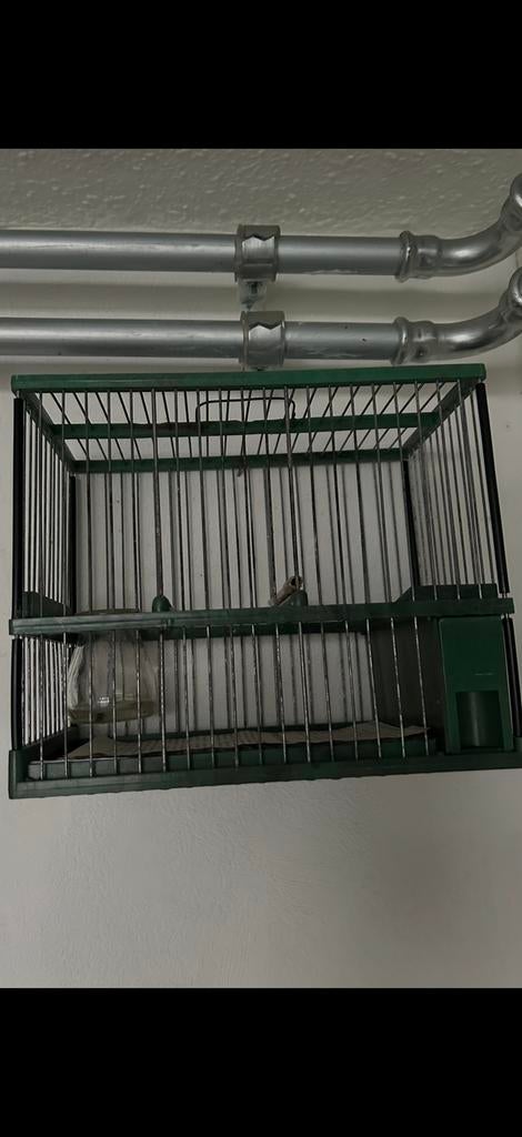 Zang kooi, Ophalen of Verzenden, Zo goed als nieuw, Hout, Vogelkooi