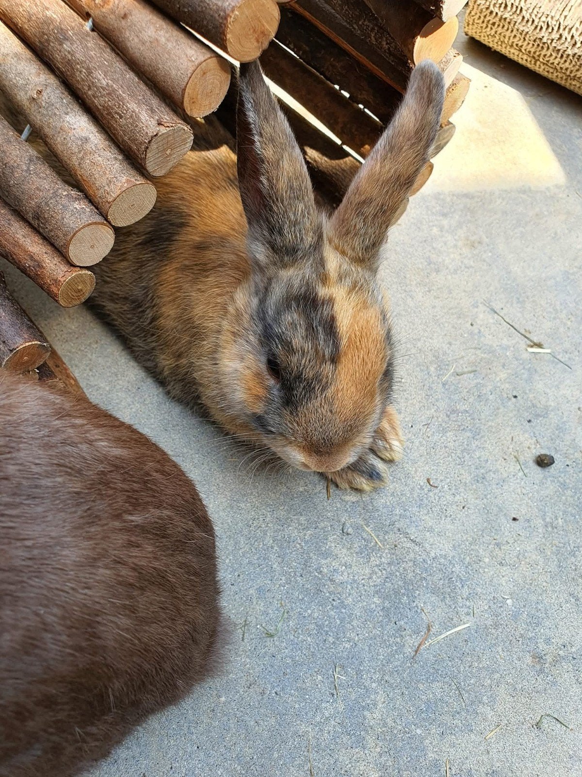 Liefdevol nieuw thuis gezocht voor 2 zusjes