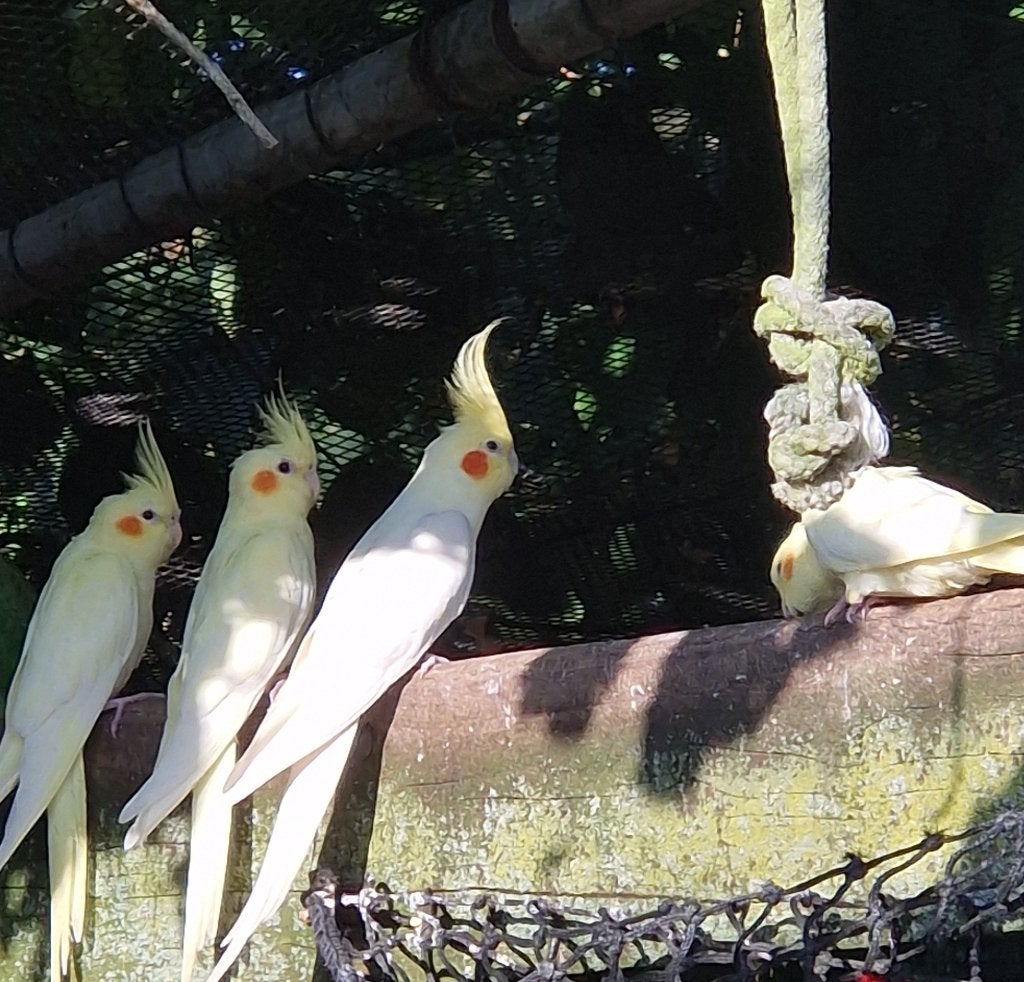 Valkparkieten Lutino, Dieren en Toebehoren, Vogels | Parkieten en Papegaaien, Meerdere dieren, Parkiet